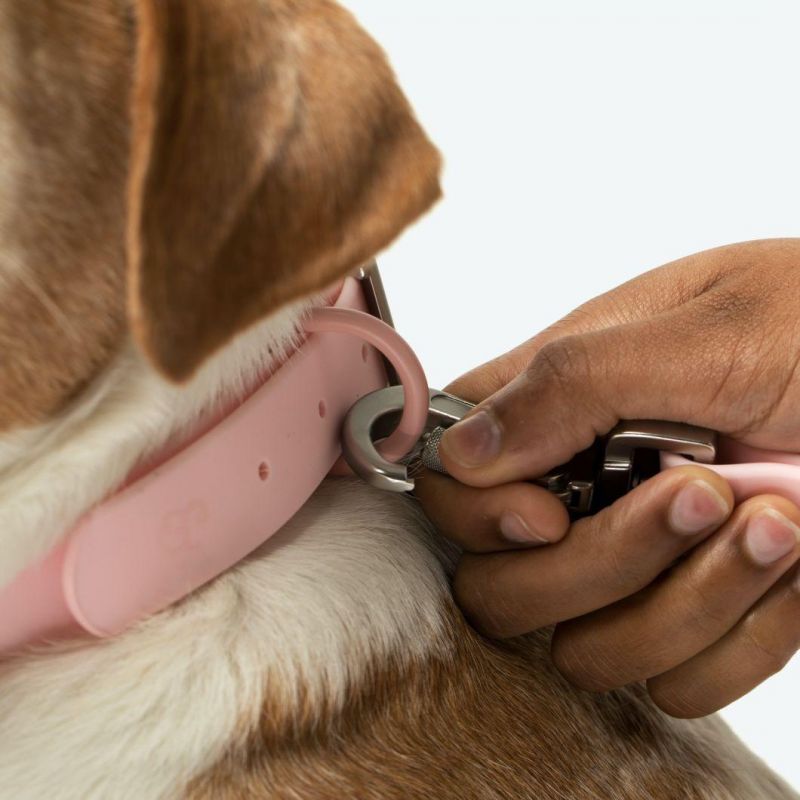 Durable Waterproof Dog Collar Leash with Fashion Design