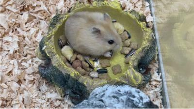 Resin Animal Food Bowl Water Basin Hamster Feeding Feed Water