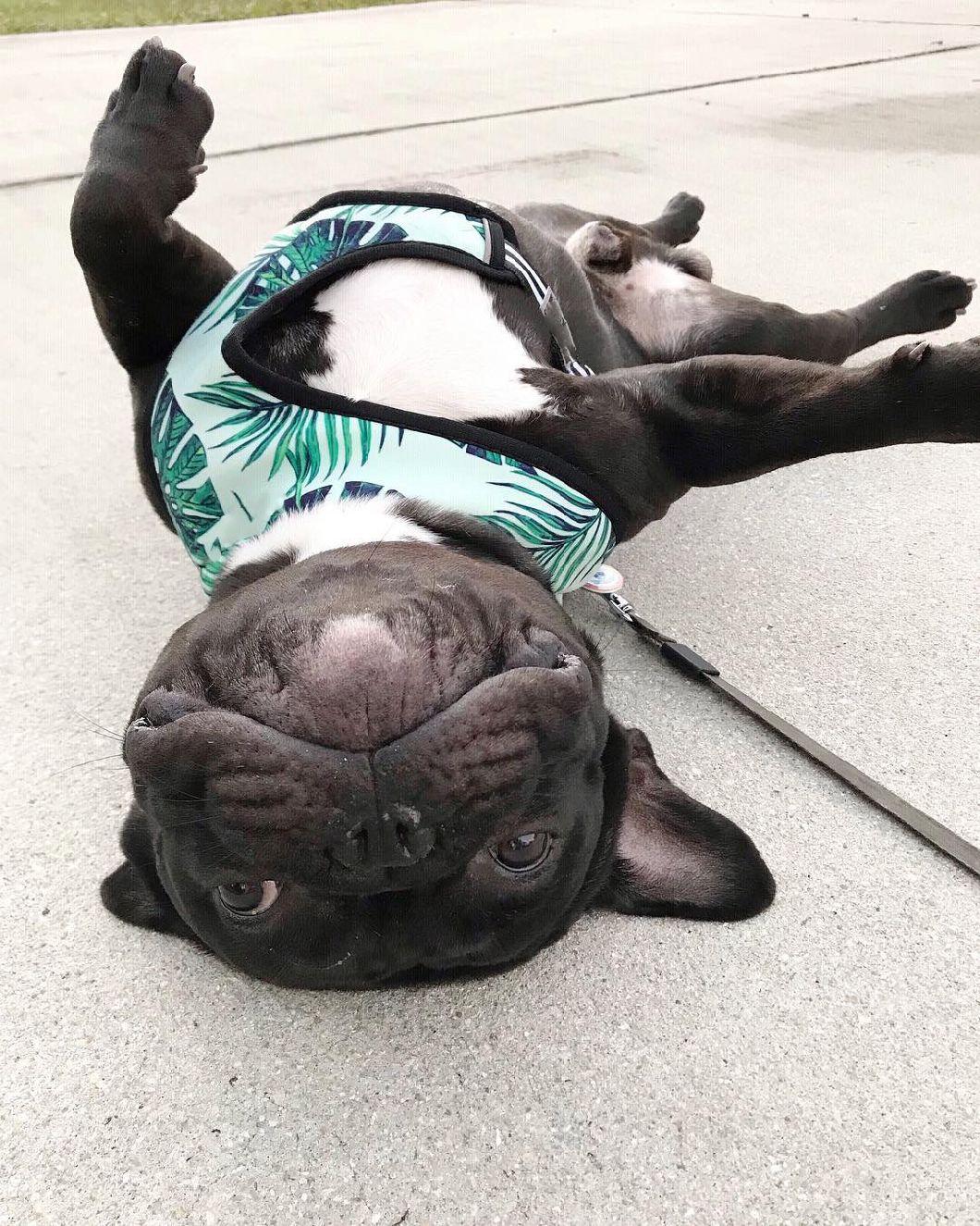 Pet Product Luxury Soft Nylon Printed Reversible Pet Dog Harness