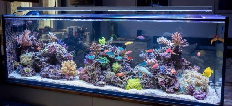 Good Fish Tanks, Custom Glass Aquarium Price (BLP-T004)