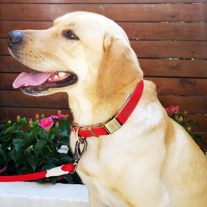 Adjustable Classic Luxury Padded Leather Dog Collar