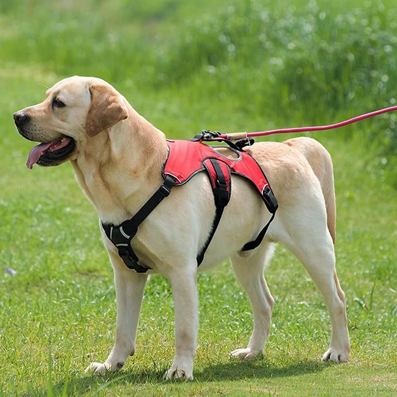 Padded & Breathable Control Dog Walking Harness for Big/Active Dogs