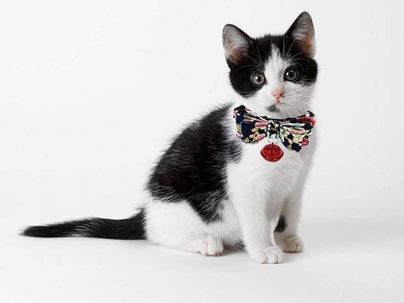 Pet Collar Breakaway with Cute Bow Tie and Belll for Kitty