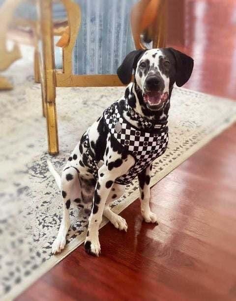 Padded Adjustable Soft Mesh Customized Pattern Printing Dog Harness