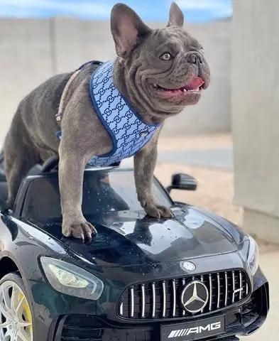 Customized All Kinds of Patterns Small Order Acceptable Dog Harness