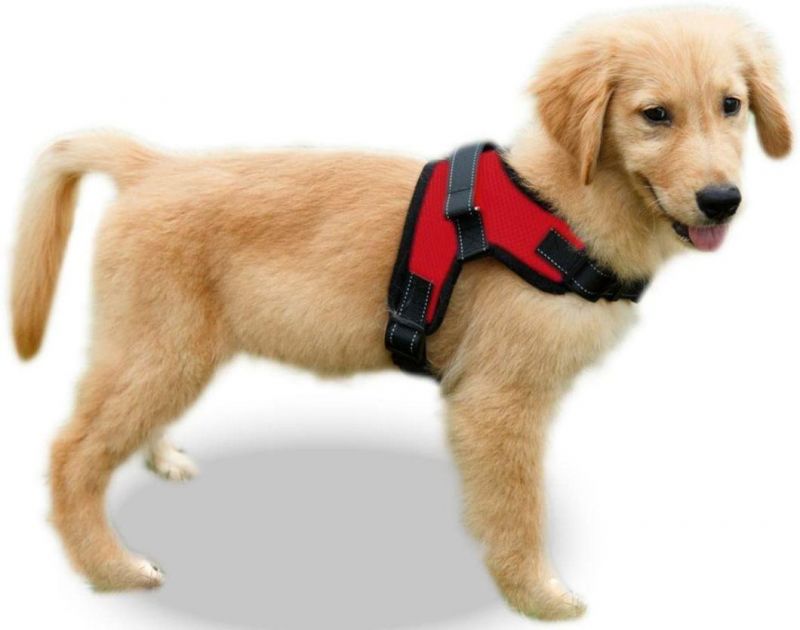 Comfortable Sponge Filled Anti Pull Mesh Dog Harness