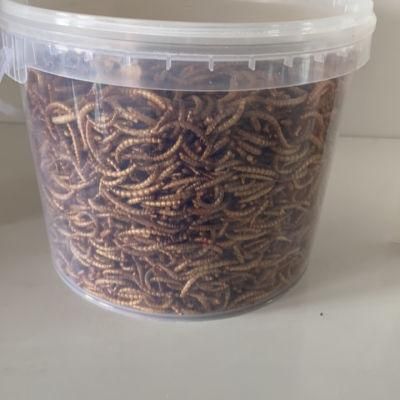 Healthy Pet Snacks Hot Selling Dried Mealworm/Freeze Dried Mealworm /Live Mealworm