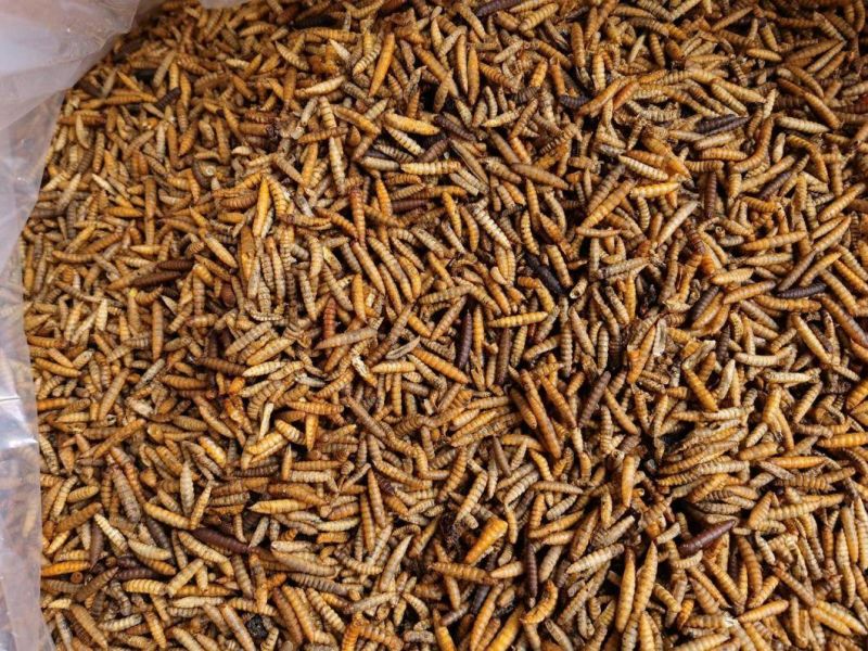 Dried Black Soldier Fly Larvae for Birds/Poultry/Reptiles Feed