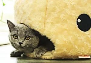 Shark Shaped Tent Home Pet Small Dog Bed Semi-Closed Pet Cat Home Sleeping Bed
