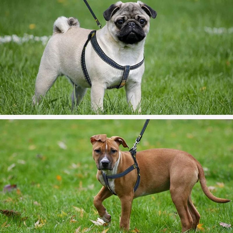 Denim Dog Harness Dog Leash Dog Collar Set