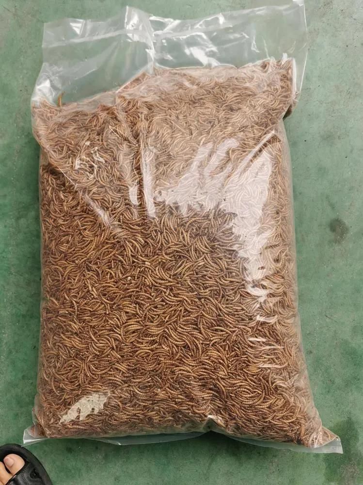 Dried Mealworms for Poultry Feed/Birds/Ornamental Fish/Reptiles