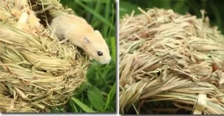 Two-Hole Grass Nest Channel Grass Making Hamster Totoro House Pet Products