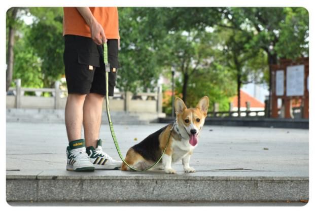 Pet Dog Collar Night Safety Flashing Glow in The Dark Dog Leash Dogs Luminous Fluorescent Collars Pet Supplies