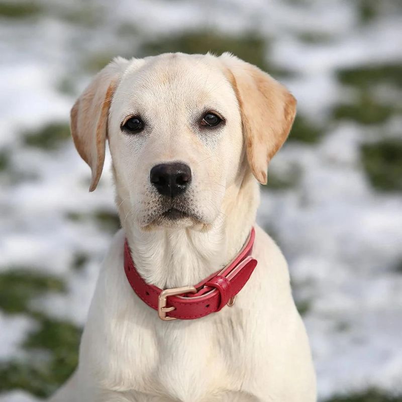 Heavy Duty Waterproof Classic Leather Dog Pet Collar