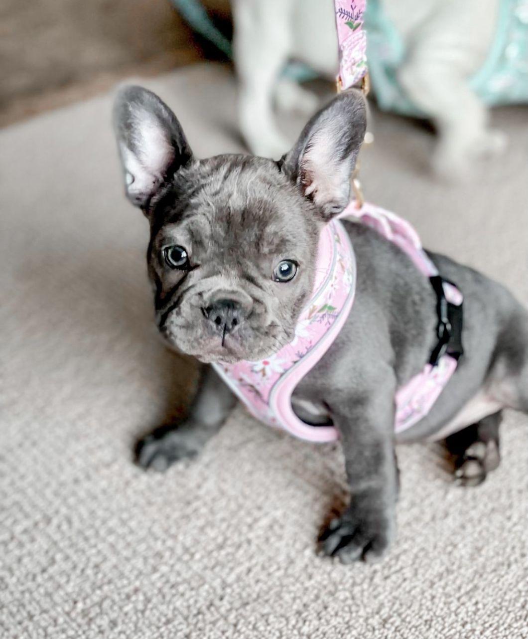 Most Popular Designer Fashion Durable Adjustable Dog Harness