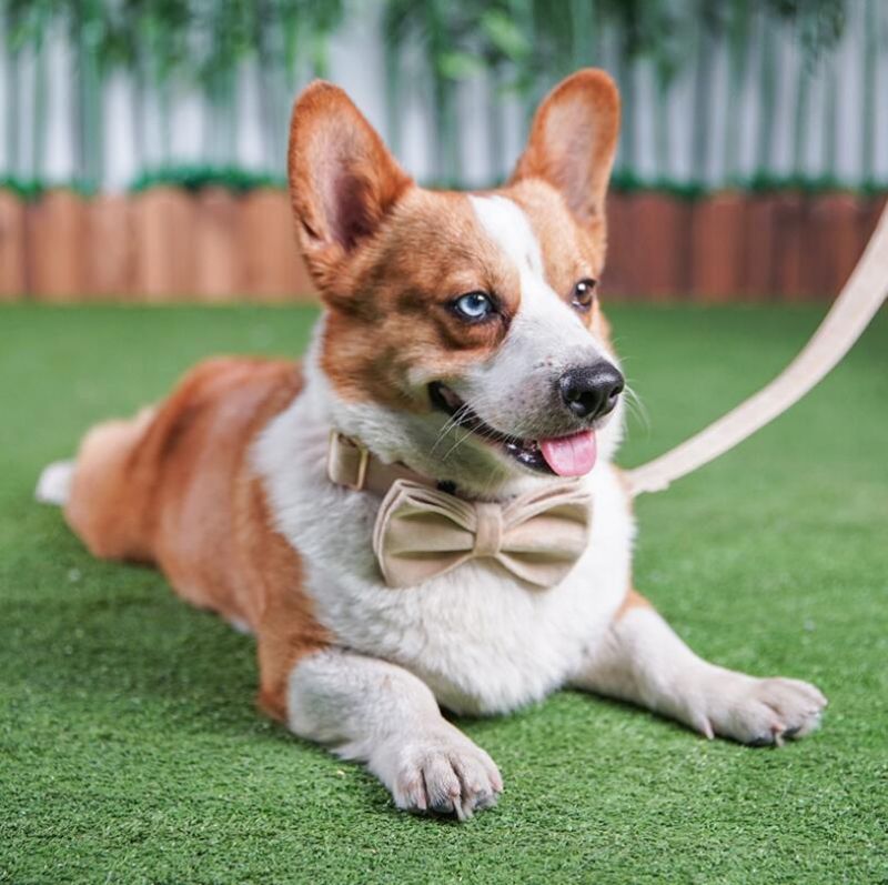 Comfort Soft Velvet Elegant Dog Collar Leash Bow Tie