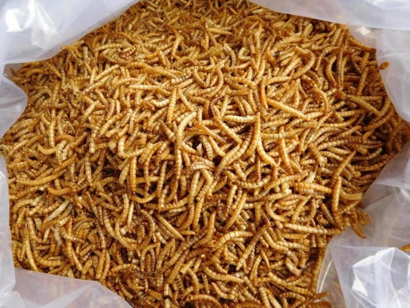 Chinese Mealworms (Tenebrio Molitor) for Pet Food