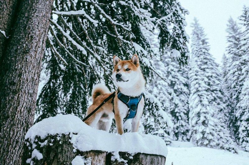 Durable Non-Choke Adjustable Dog Harness