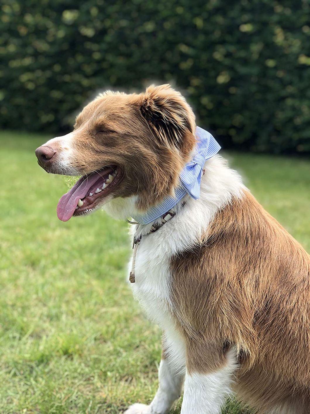 Unique Style Pattern Dog Collar with Bow Tie