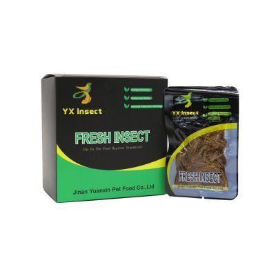 High Protein Fresh Mealworm for Fish Feed and Arowana Food