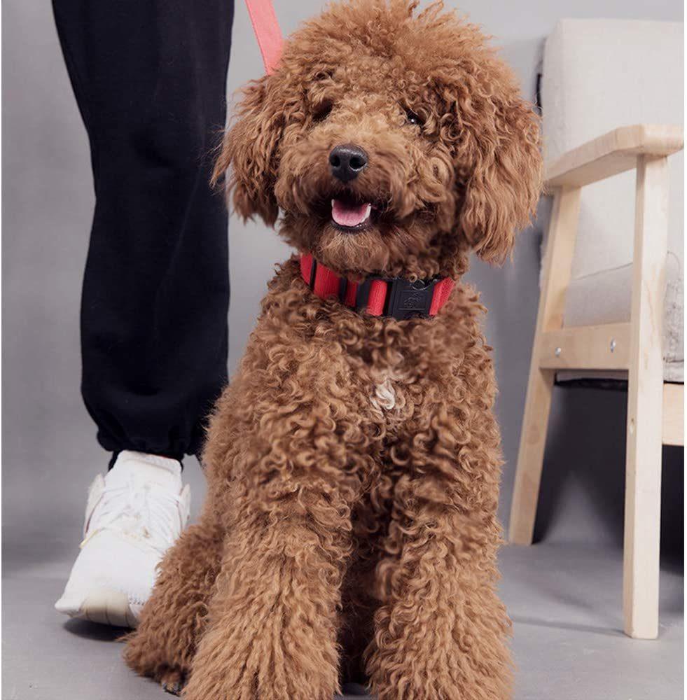 Adjustable Nylon Dog Collar Classic Solid Colors