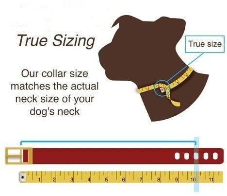 Dog ID Personalized Waterproof Dog Collar