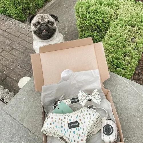 Customized All Kinds of Patterns Small Order Acceptable Dog Harness