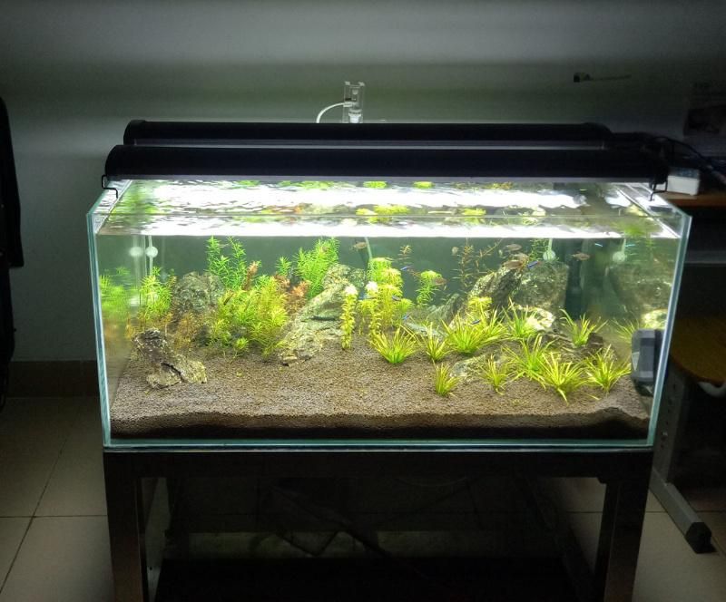 Custom High Quality Curve Ultra Clear Glass Aquarium