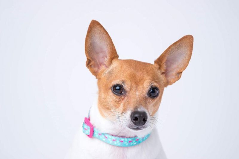 Beautiful Spring and Plaid Designs Pet Adjustable Nylon Dog Collar