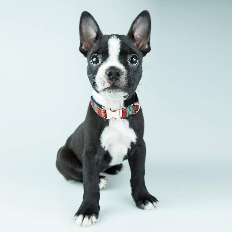 Martingale Heavy Duty Nylon Dog Collar for Puppy Small Medium Large Dog