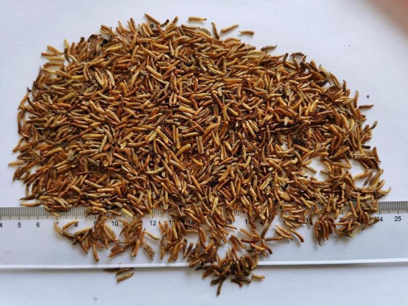 Dried Maggots for Birds Feeding