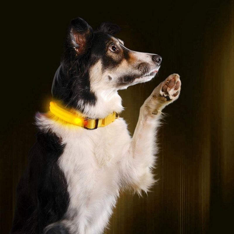 User-Friendly, Comfortable and Fully Adjustable LED Dog Collar