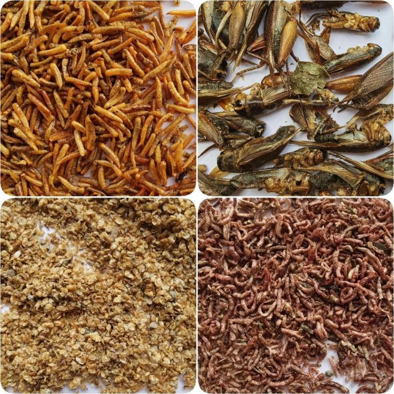 Chinese Dried Black Soldier Fly Larvae (BSFL)