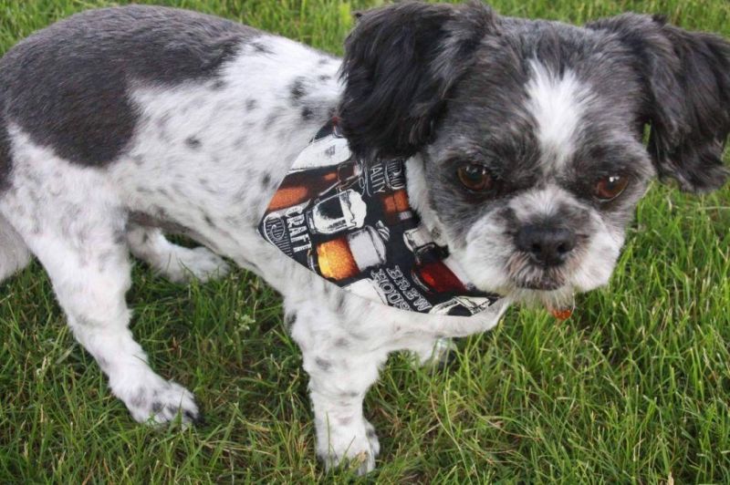 Premium Wholesale Polyester Cotton Breathable Popular Dog Bandana