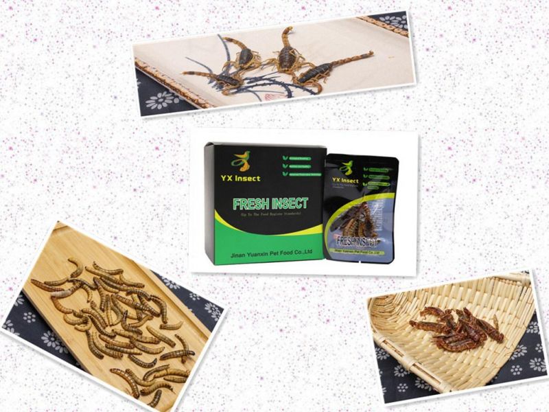 Active Formula Eco Fresh Insect for Arowana Fish