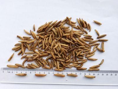 High Nutrition Black Soldier Fly Larvae Worm