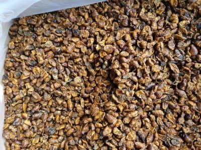 High Nutrition Pet Food Silkworm Pupae for Dogs and Cats Food