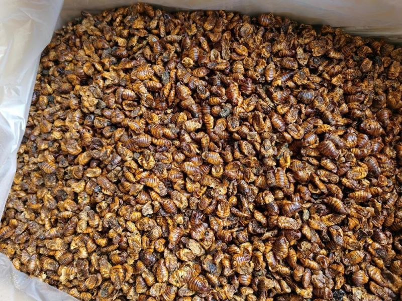 High Nutrition Pet Food Silkworm Pupae for Dogs and Cats Food