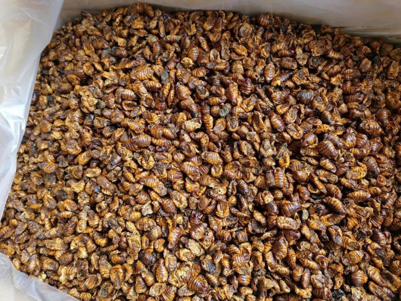 High Nutrition Pet Food Silkworm Pupae for Dogs and Cats Food