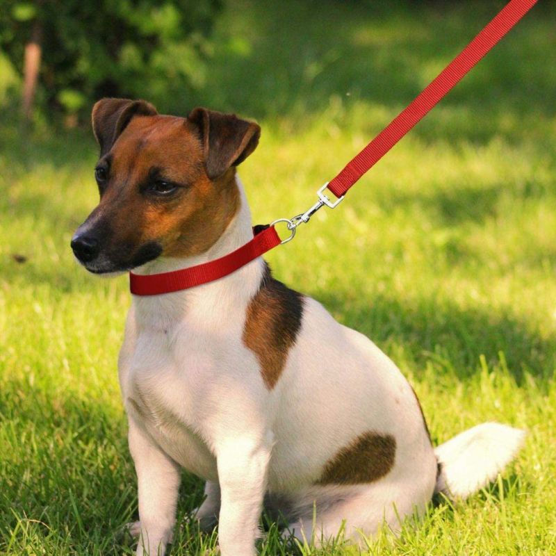 Classic Design Dog Collar Leash Set