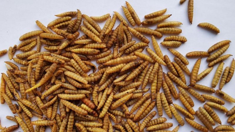 Dried Black Soldier Larvae Worms (BSFL)
