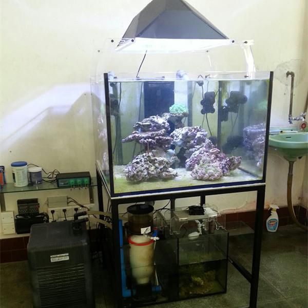 Custom High Quality Curve Ultra Clear Glass Aquarium