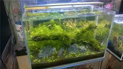 China Aquarium Supplies Small Fish Tank with Pumps