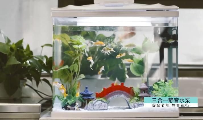 Betta Fish Tropical Fish LED Fish Farming Tank Aquarium