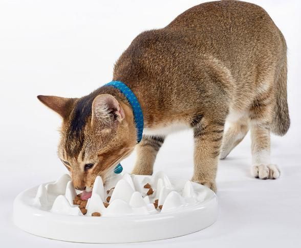 Slow Feeder Dog Bowl