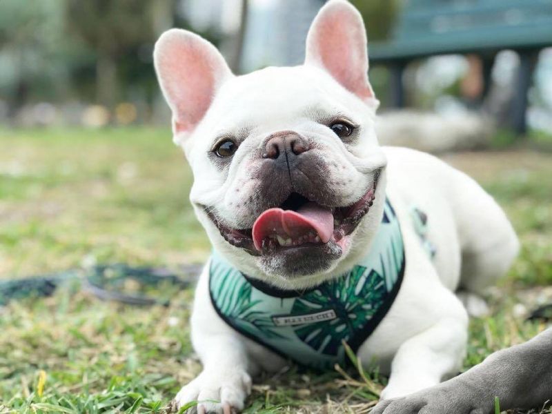 Pet Product Luxury Soft Nylon Printed Reversible Pet Dog Harness