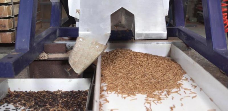 Bulk High Protein Fish Feed/Bird Feed/ Made of Dried Mealworms
