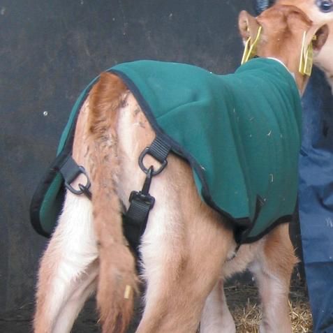 Premature Fleece Calf Coat