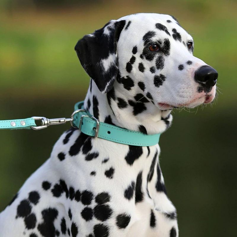 Pink Red Blue Green Turquoise White Yellow Leather Dog Collar