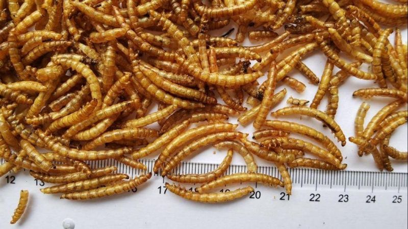 Dried Mealworms